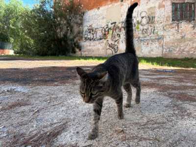 Di tutta quella �vita� oggi a Villa Carbonara non � rimasto nulla, anche se c�� da dire che il luogo non � stato abbandonato del tutto. Vediamo infatti un gatto grigio venirci incontro...
